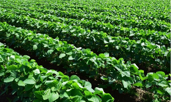 オーガニック・有機と無農薬の違いとは？